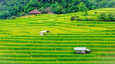  Làng - A Tapestry of Rural Life and Enduring Human Connections